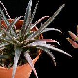 Aloe saundersii hybr. infl. P1120355.jpg