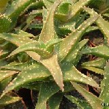 Aloe zanzibarica cf. ex concinna Dscf5984.jpg