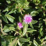 Aptenia lancifolia (esqueje/cutting)