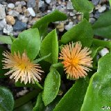 Aptenia cordifolia 'Mili Orange' DSC_0310.jpg