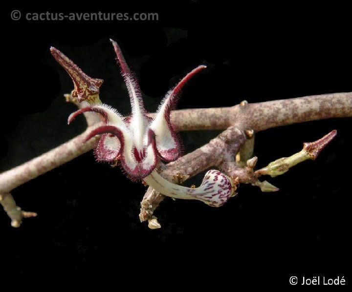 Ceropegia stapeliiformis P1120837