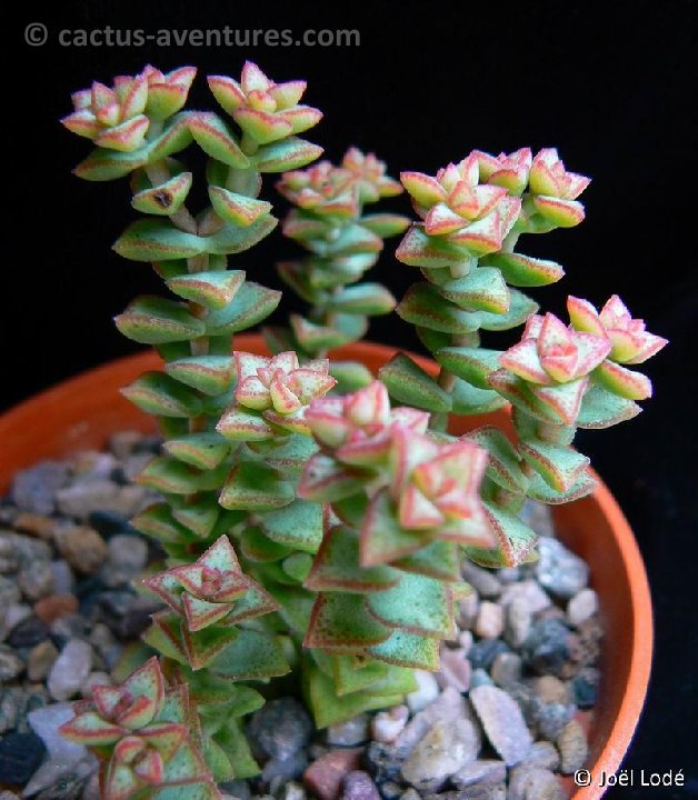 Crassula conjuncta P1220132