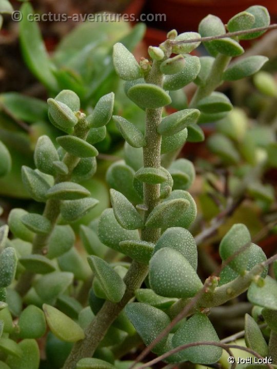 Adromischus caryophyllaceus P1120598