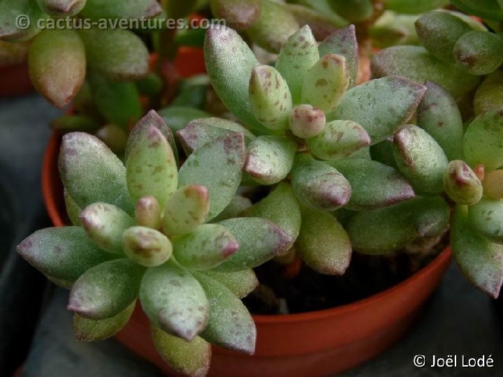 Adromischus schuldtianus ssp. juttae P1120597