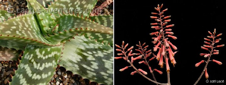 Aloe rubrodonta ©JL P1070027