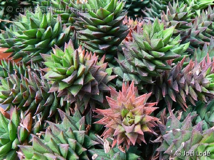 Haworthia cassytha P1220330