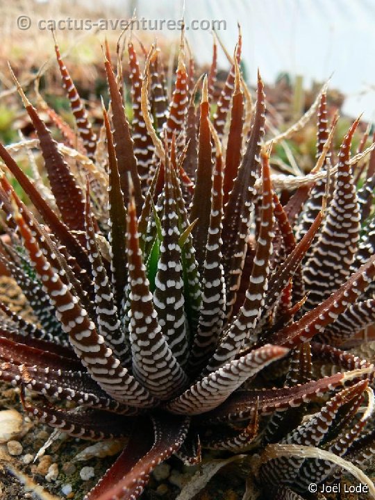 Haworthia fasciata BB45 P1220413