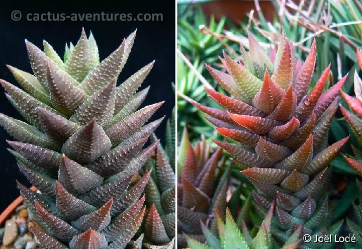 Haworthia resendeana JL472 P1220341