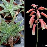 Aloe rauhii (Madagascar)