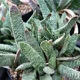 Gasteria sp. minuscula (cultivar)