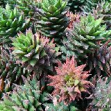 Haworthia cassytha (RSA)