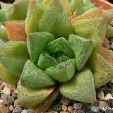 Haworthia cymbiformis v. compacta (RSA)