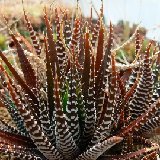 Haworthia fasciata BB45 (RSA)