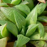 Haworthia mirabilis v. mundula (RSA)