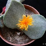 Pleiospilos bolusii (RSA)