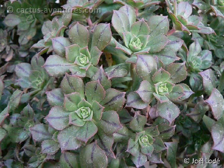 Aeonium cv. 'Mary Anne Kunkel' P1190119