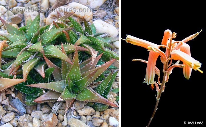 Aloe jucunda ©JLcoll.305