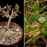 Delosperma napiforme (La Réunion)