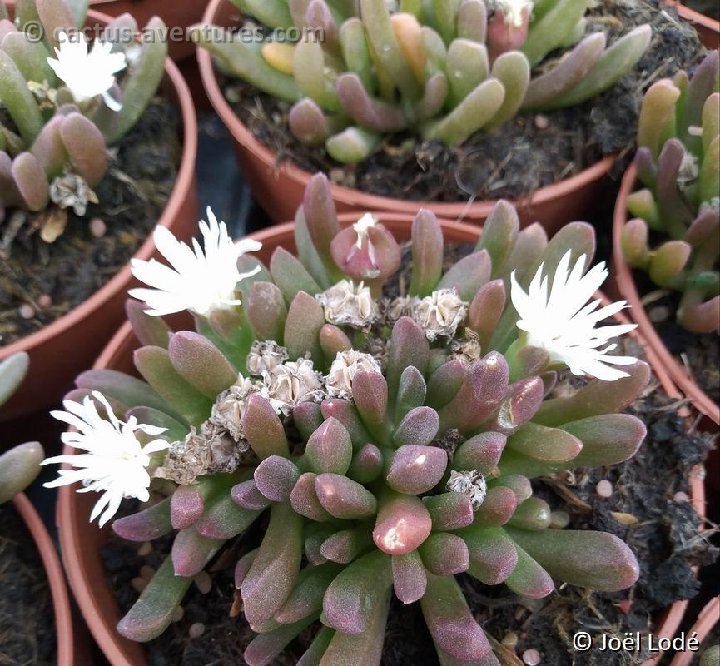 Delosperma estherhuyseniae Uniondale, RSA 10,5cm 20211123 130328