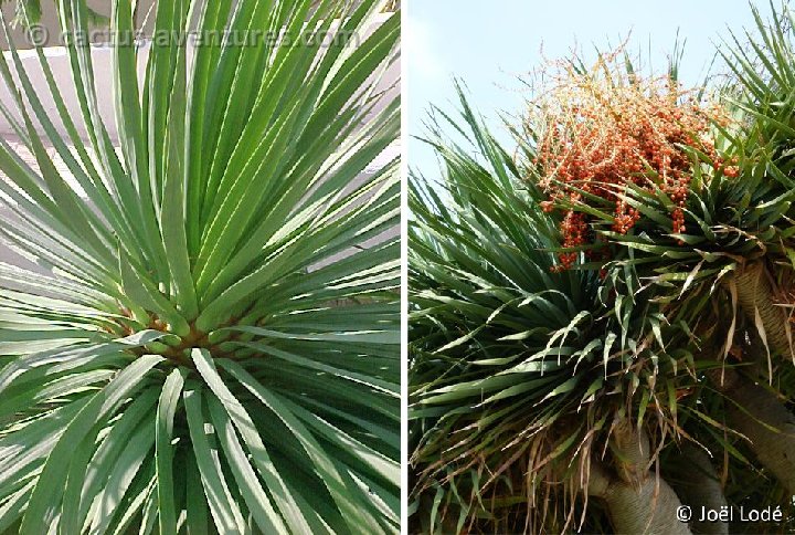 Dracaena draco ©JL (1)