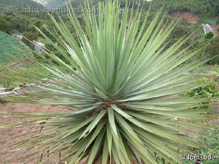 Dracaena draco, El Bailadero, TF Dscf0546