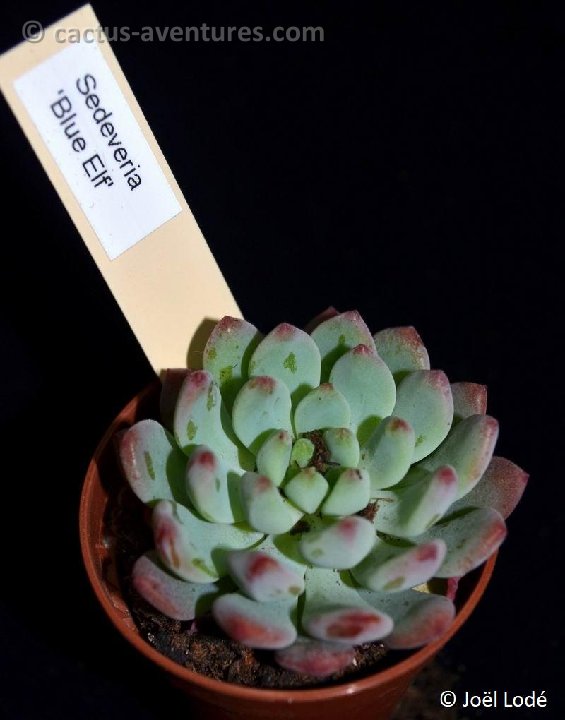 Echeveria (Sedeveria) 'Blue Elf' DSC 6721