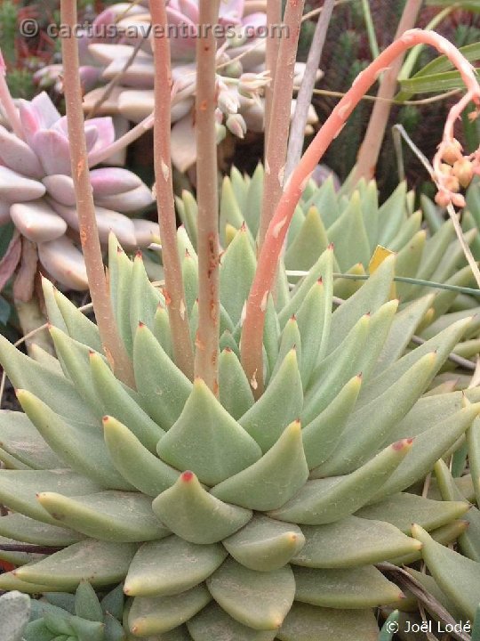 Echeveria agavoides Dscf5100