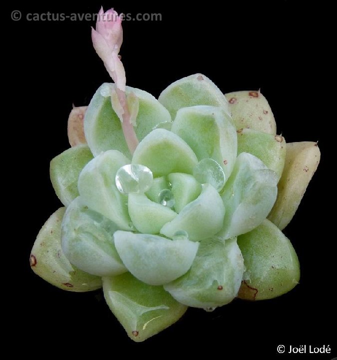 Echeveria albicans P1110004fk