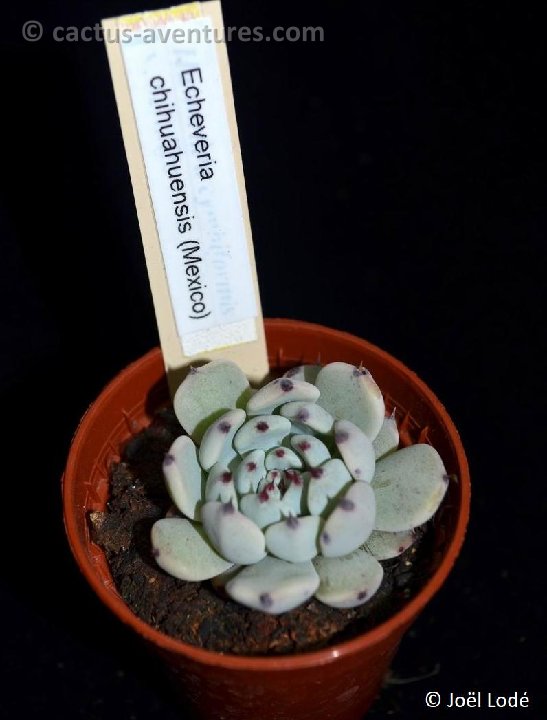 Echeveria chihuahensis DSC 6715