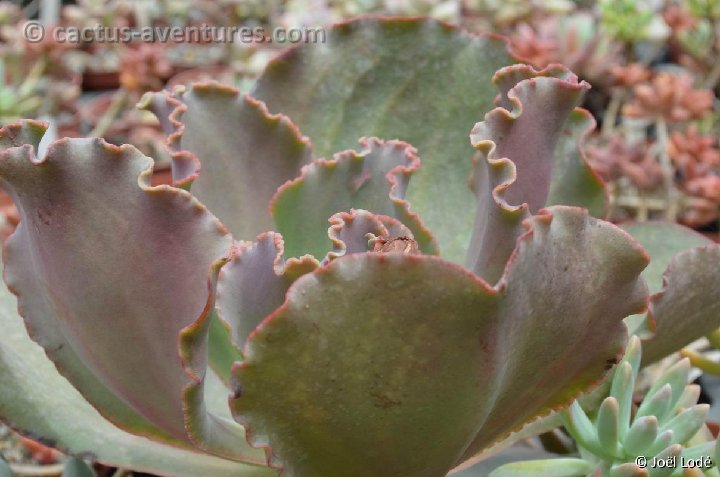 Echeveria gibbiflora x shaviana DSC 0324