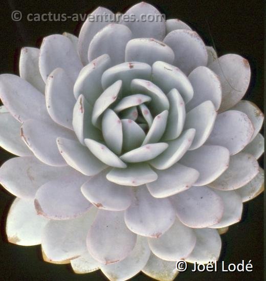 Echeveria laui JL coll. b