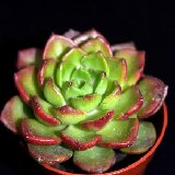 Echeveria (Sedeveria) 'Letizia'