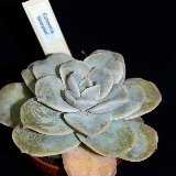 Echeveria 'Scorpion'