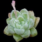 Echeveria albicans (soon! - bientôt !)