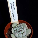 Echeveria chihuahensis (Mexico)