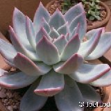 Echeveria colorata