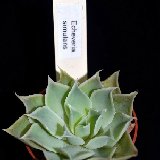 Echeveria simulans