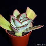 Echeveria subrigida