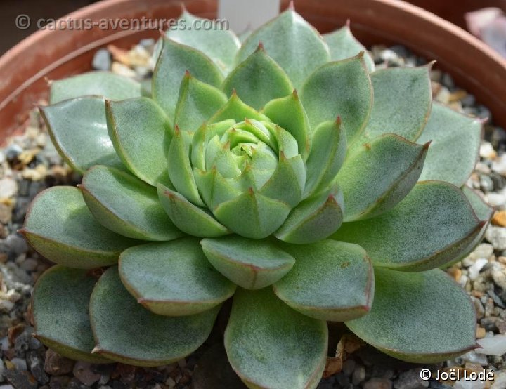 Echeveria 'Fabiola' DSC 0028