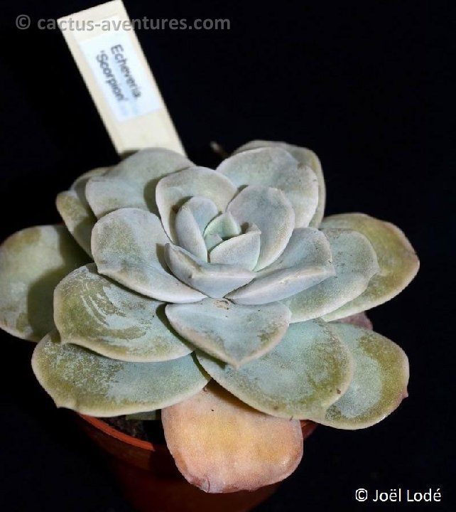 Echeveria 'Scorpion' DSC 6716