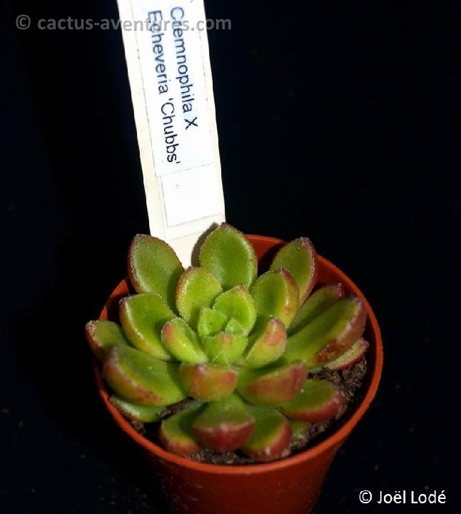 Echeveria x Cremnophila (Cremneria) 'Chubbs' DSC 6714