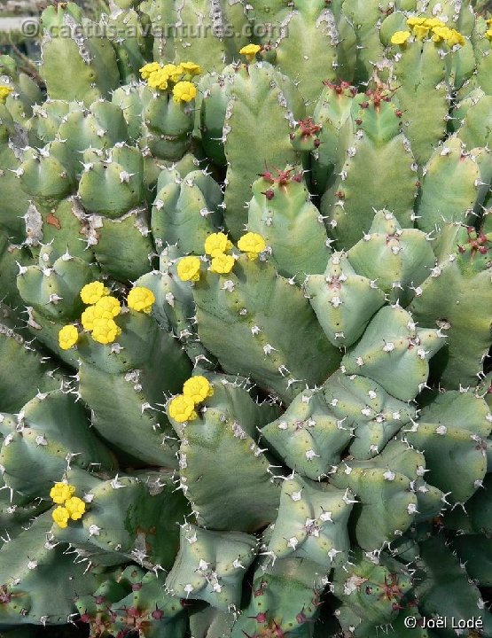 Euphorbia resinifera P1150302