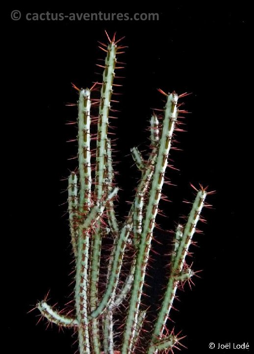 Euphorbia aeruginosa P1120647