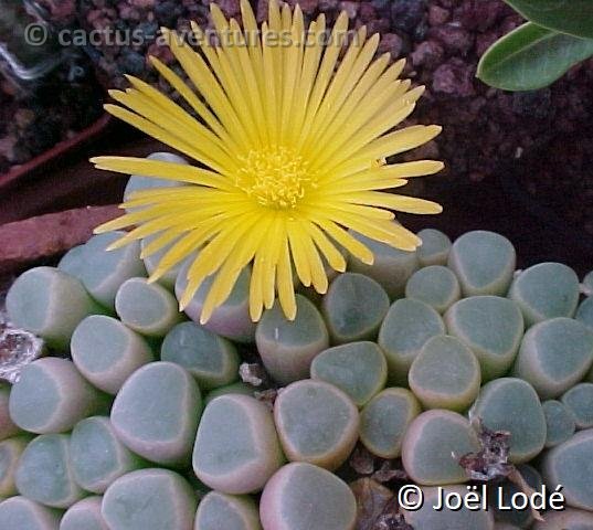 Fenestraria aurantiaca (1)