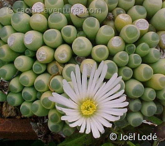 Fenestraria aurantiaca f. rhopalophylla