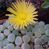 Fenestraria aurantiaca