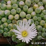 Fenestraria aurantiaca f. rhopalophylla (white fl.)