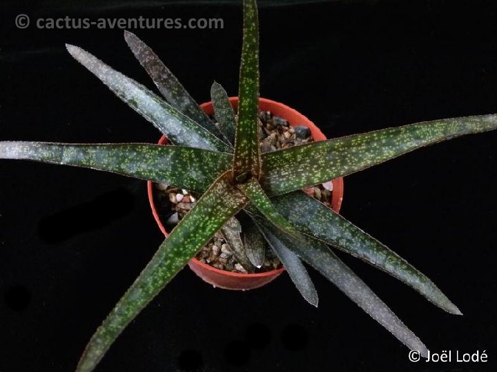 Gasteraloe 'Mili' P1050284