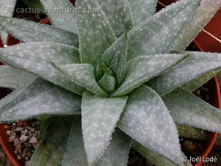 Gasteraloe 'Wonder' P1050851