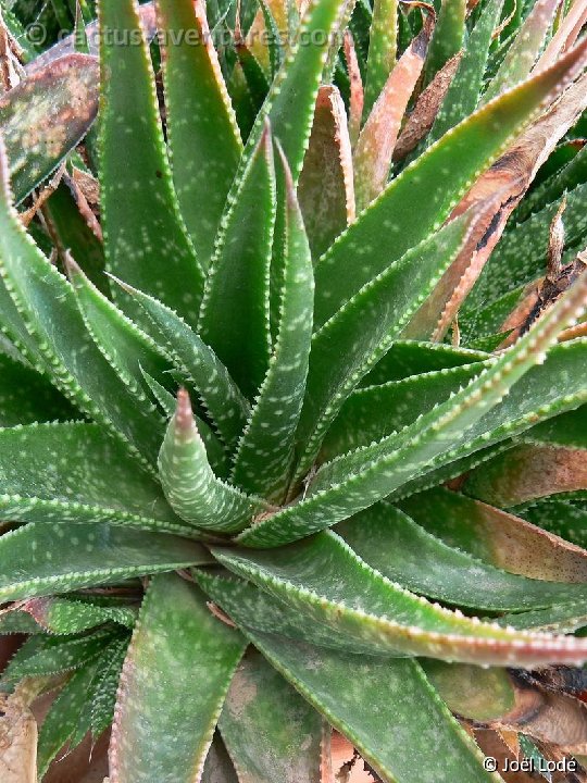 Gasteraloe beguinii P1220210